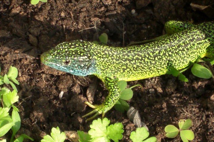 A caccia anche oggi ... di asolina