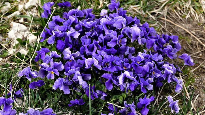 Violets  di Mar955