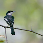 BAR-WINGED FLYCATCHER-SHRIKE