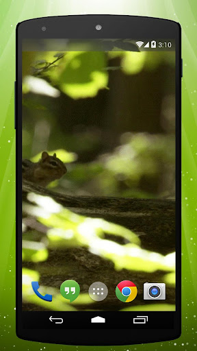 Cute Chipmunk Live Wallpaper