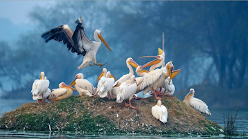 monsoon-getaways-delhi-Okhla-bird-sanctuary