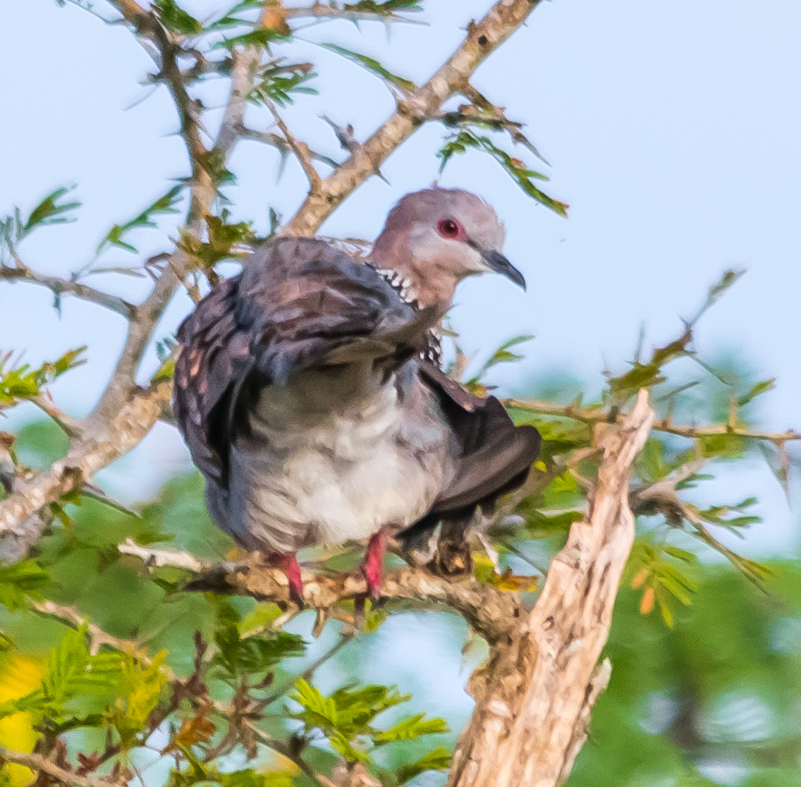 Spotted dove