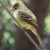 Pacific-slope flycatcher