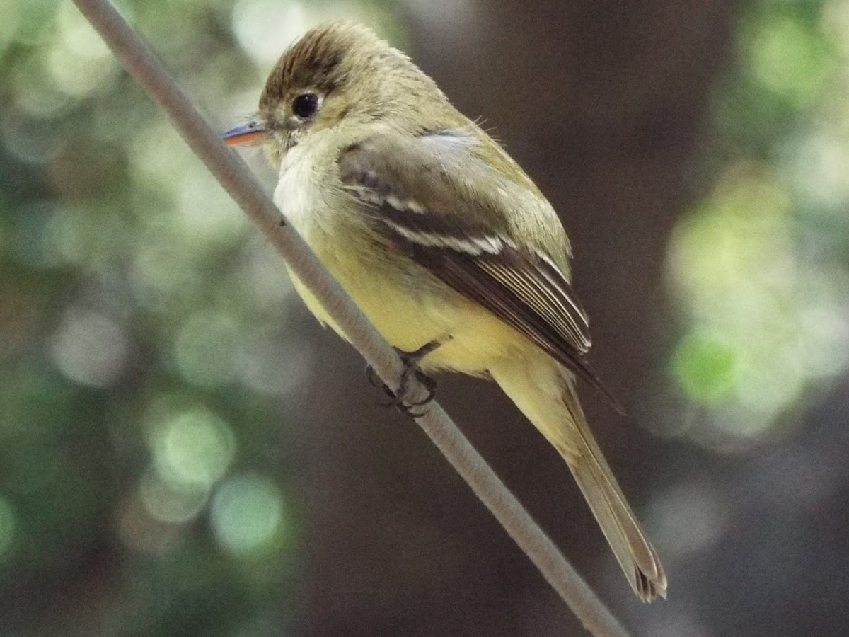 Pacific-slope flycatcher