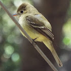 Pacific-slope flycatcher