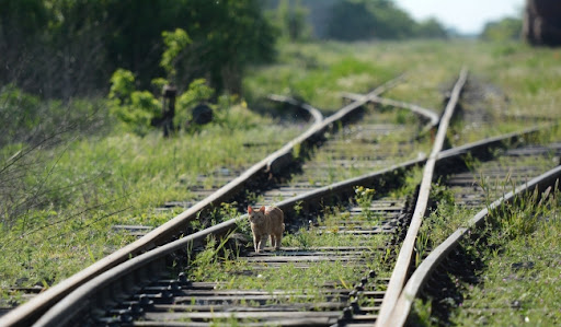 Interrail uvrstio prugu Subotica - Segedin među &#39;10 železničkih iskustava koje treba probati u 2024&#39;