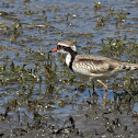 Black-fronted Dotterel