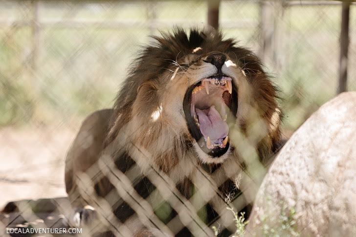 Big Cats Rescue - Lions Tigers and Bears Alpine CA.