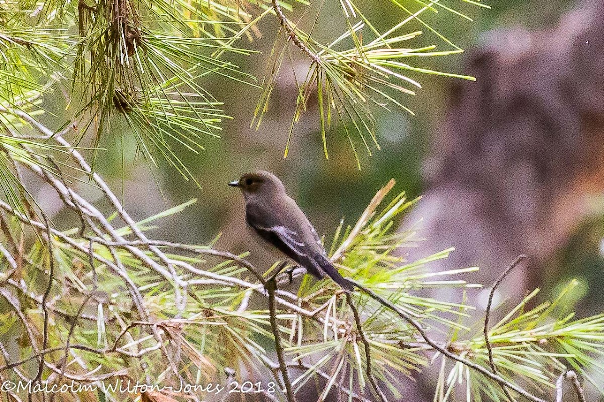 Pied Flycatcher; Papamoscas Cerrojillo