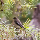 Pied Flycatcher; Papamoscas Cerrojillo