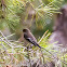 Pied Flycatcher; Papamoscas Cerrojillo