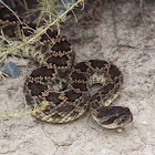 Southern Pacific Rattlesnake