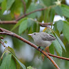 Tickell's flowerpecker