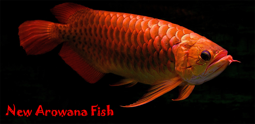 New Arowana 3d Live Wallpaper Google Play のアプリ