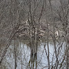 Beaver lodge