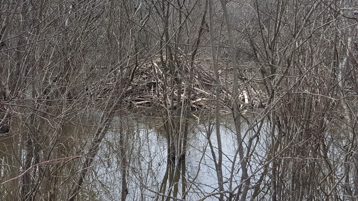 Beaver lodge