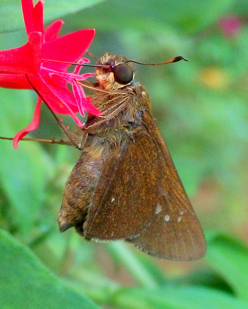 Dark Small-branded Swift