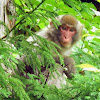 Japanese Macaque