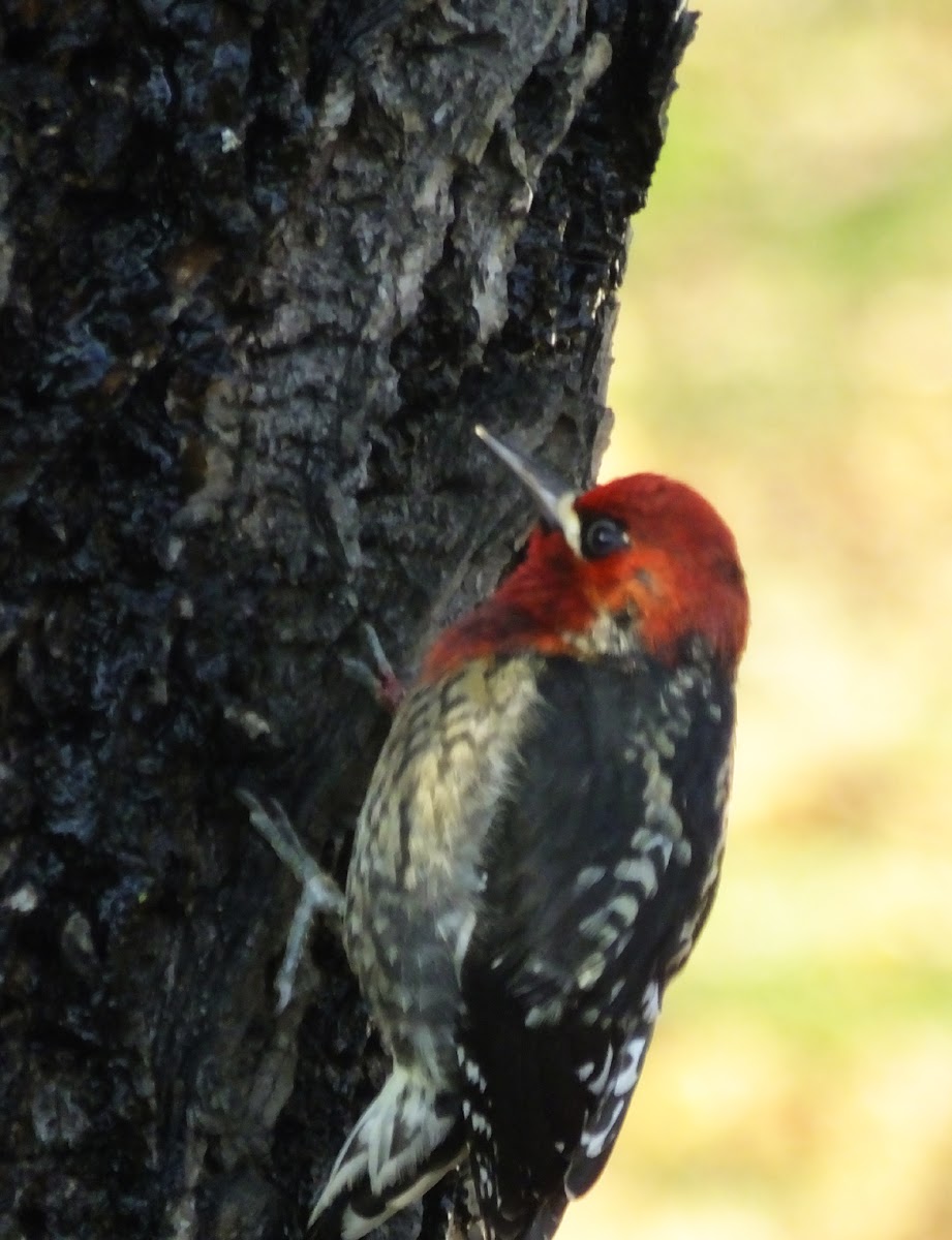 red breasted sapsucker