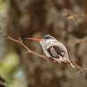 Violet-crowned Hummingbird