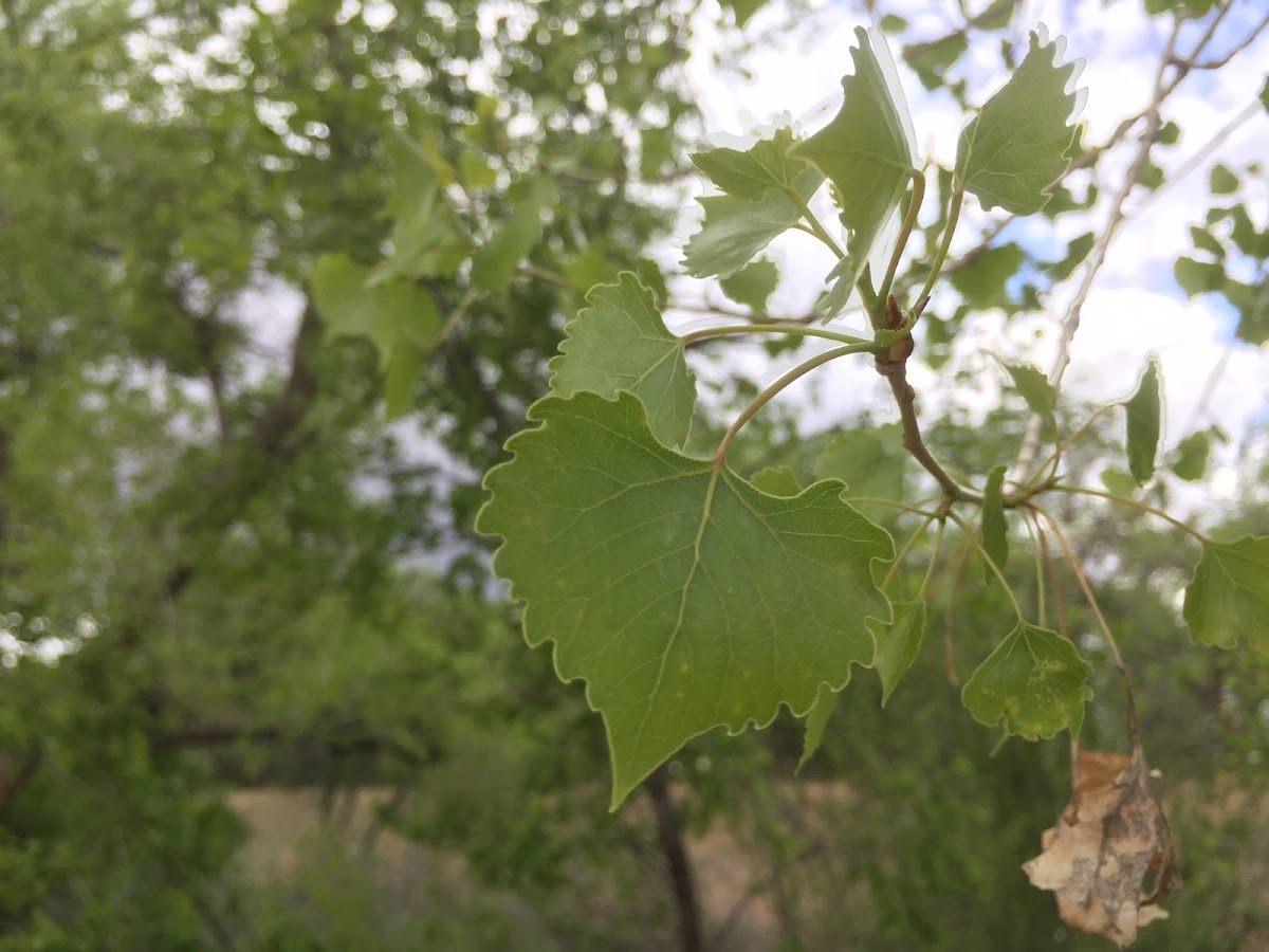 Rio Grande Cottonwood