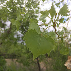 Rio Grande Cottonwood