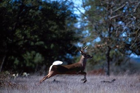 White Tailed Deer Wallpaper - náhled