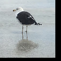 Great black-backed gull