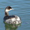 Eared Grebe