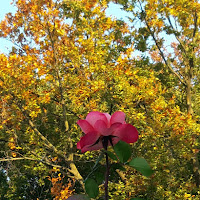 l'ultima rosa di 