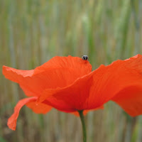 Un piccolo amico di 