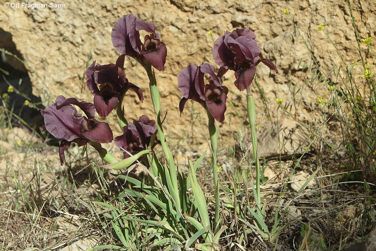 Petra Iris