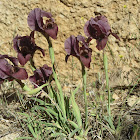 Petra Iris