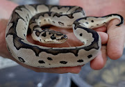 VPI axanthic clown selling for R35000 at a Reptile Expo by Northcoast Contractors in Pinetown. 