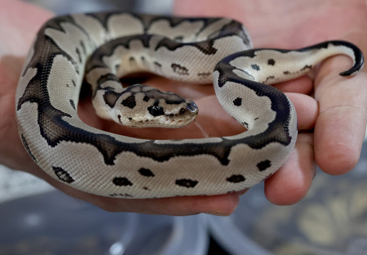 VPI axanthic clown selling for R35000 at a Reptile Expo by Northcoast Contractors in Pinetown.