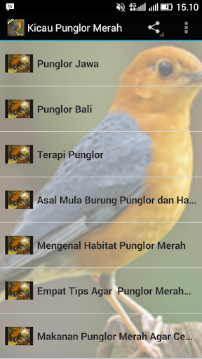 Kicau Punglor Merah 1 0 Apk Download Com Tidut Kicaupunglormerah