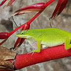 Green anole