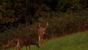 Bowhuntin' In Ohio thumbnail