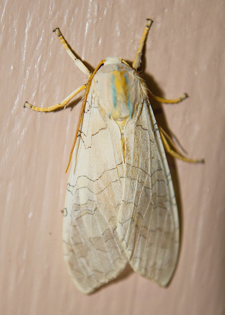 Banded Tussock Moth