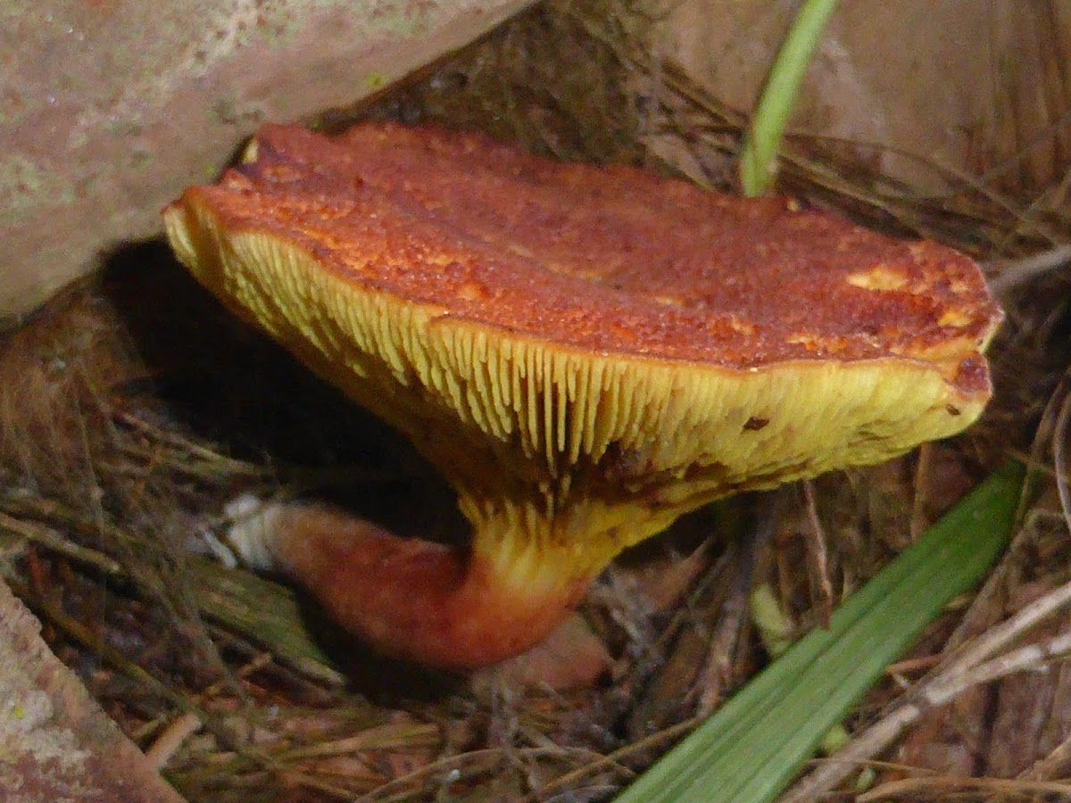 Gilled Bolete