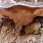 Artist's Fungus