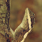 Painted-lip Lizard