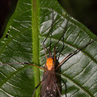 Crane Fly