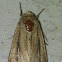 Scirpus wainscot moth