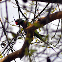 Red-breasted parakeet