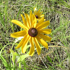 Black-eyed Susan