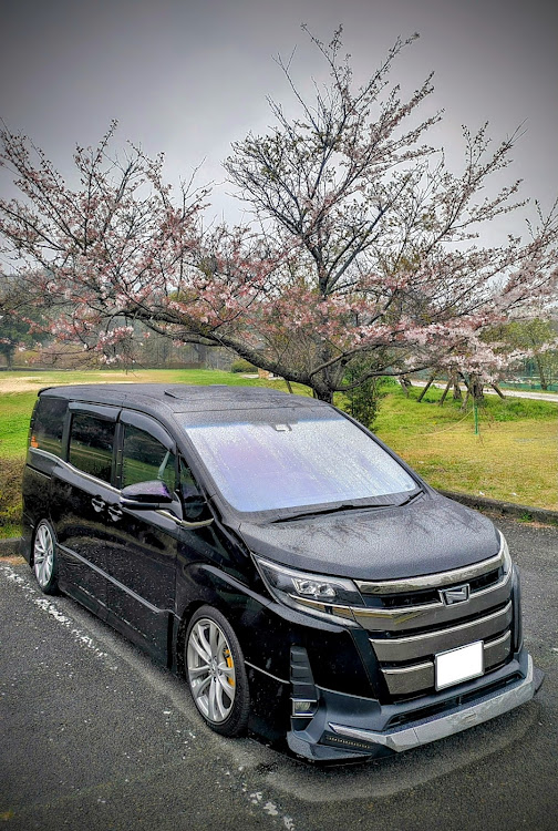 ノアの4月もよろしくお願い致します🌸・サクラと愛車・コートテクト・スパッタシルバー50・ドライブに関するカスタム事例の投稿画像1枚目