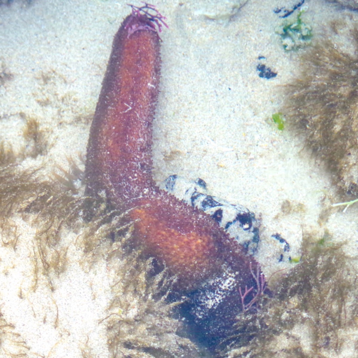 Sea Cucumber