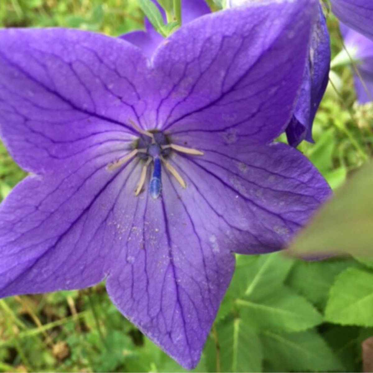 Balloon Flower