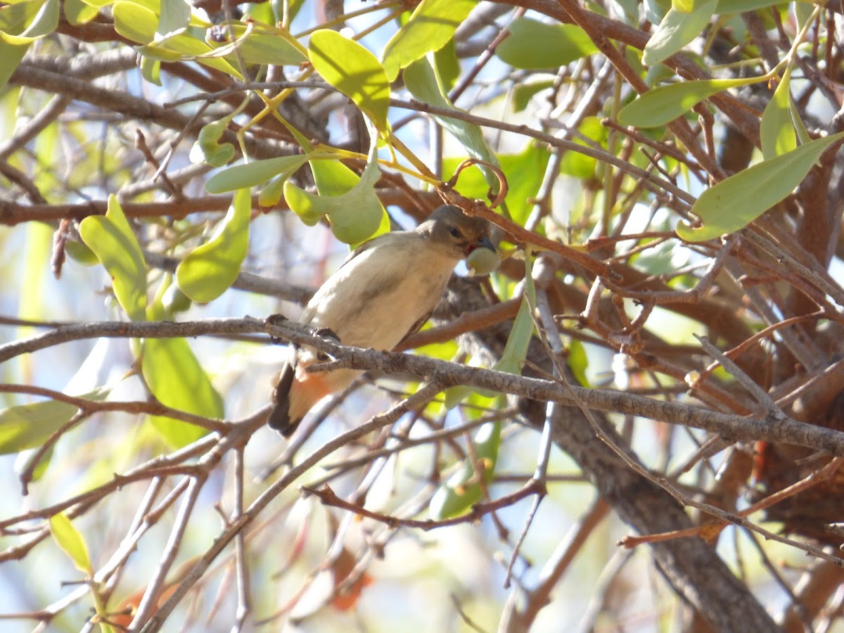 Mistletoebird (female)